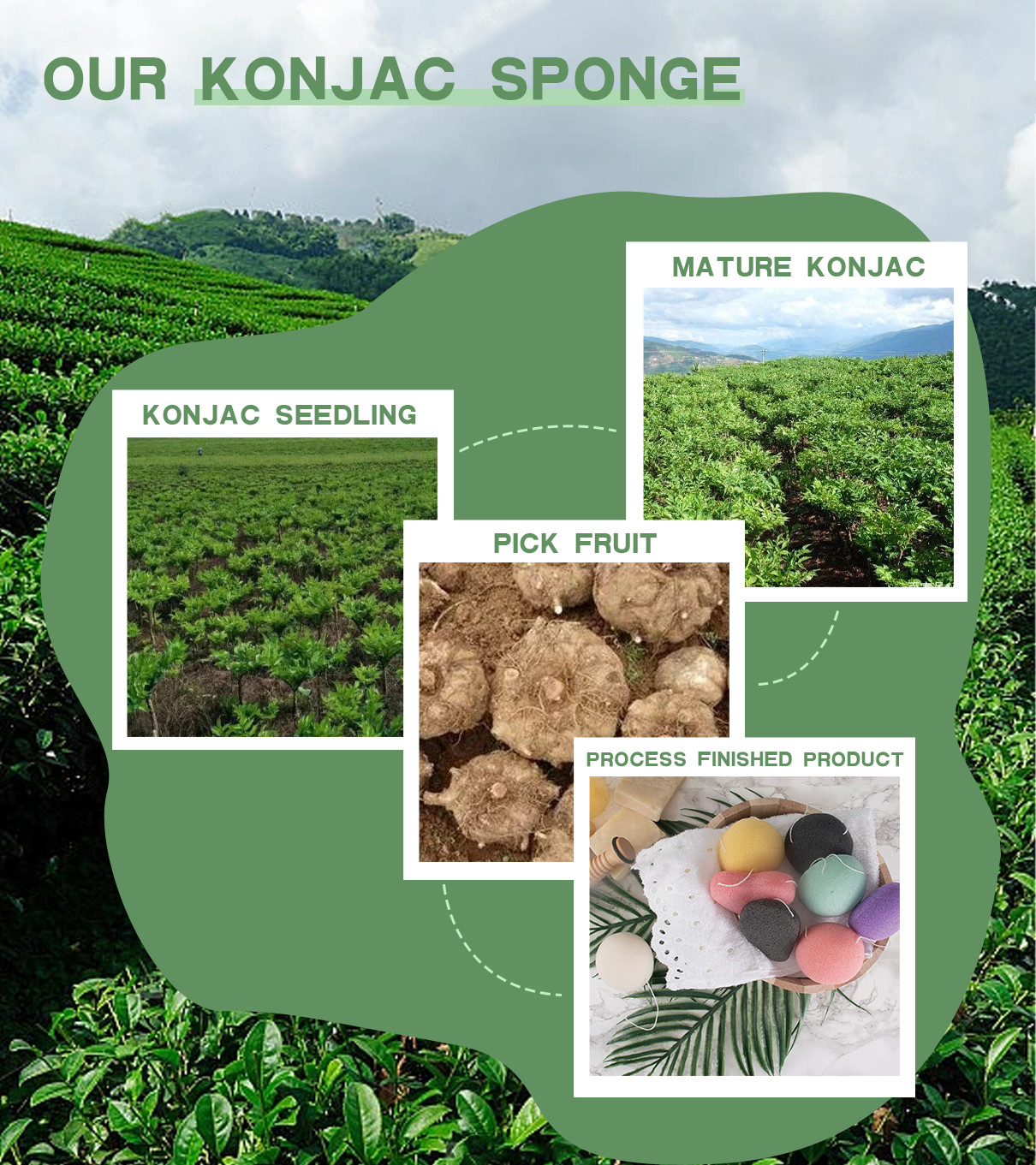 آخرین مورد شرکت اسفنج های Konjac از غده گیاه Konjac به دست می آیند